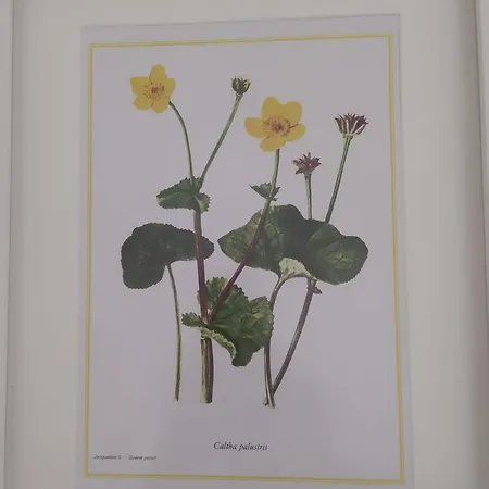 Yellow Flowers Con Garage Ed Ascensore Appartement Polignano a Mare